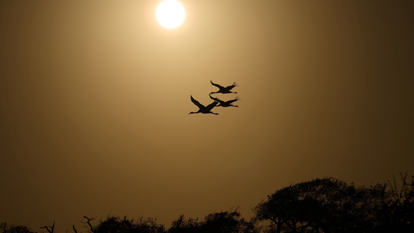 Along the Texas Coast, a new sanctuary aims to protect the endangered and rare whooping crane