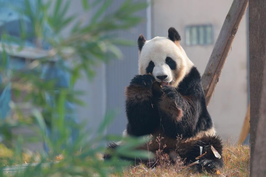 China’s latest giant panda base opens to public, blending tech with conservation