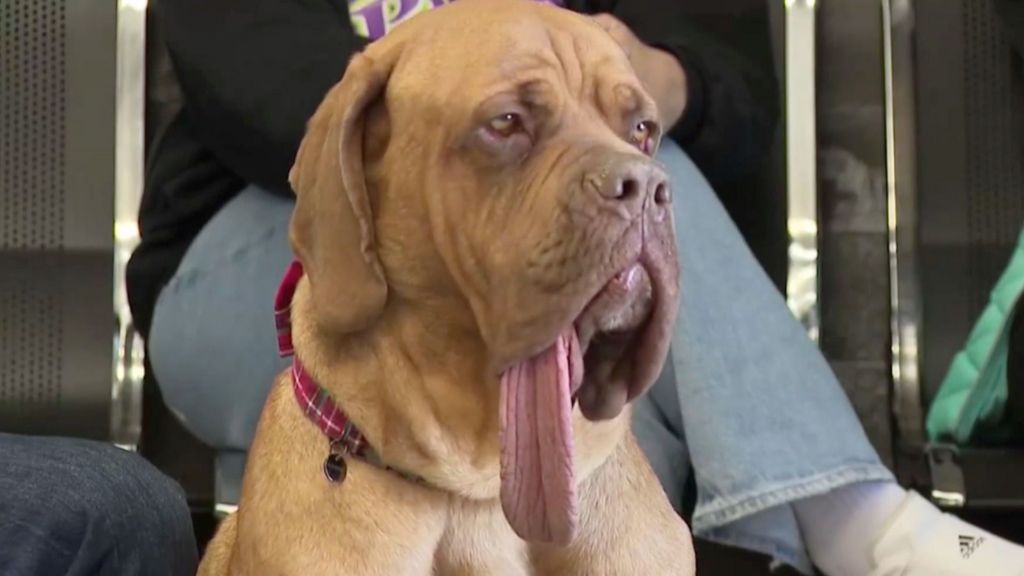 Watch: Ozzy the dog sets Guinness World record for longest canine tongue