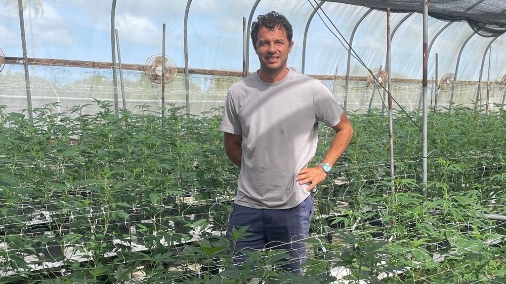 Caribbean cannabis growers eye budding domestic sales and exports