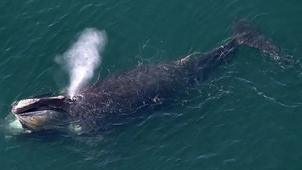 US sighting of rare whale first recorded off Donegal ‘extraordinary’