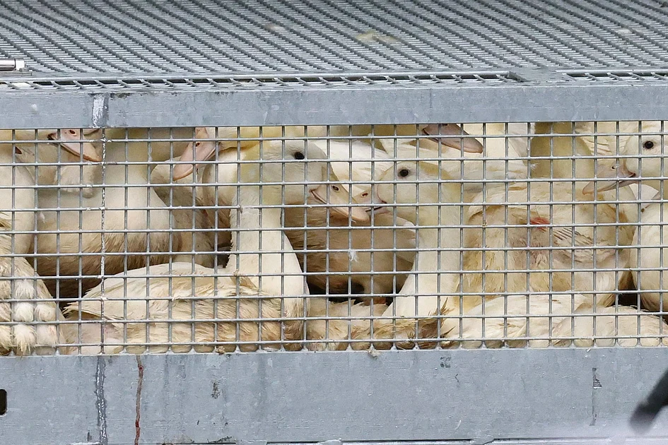 India reported bird flu outbreaks on farms in Kerala state