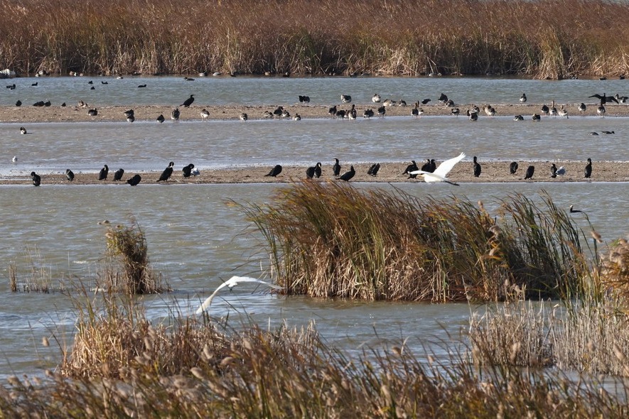 Yellow River reserve bans drones following bird strike