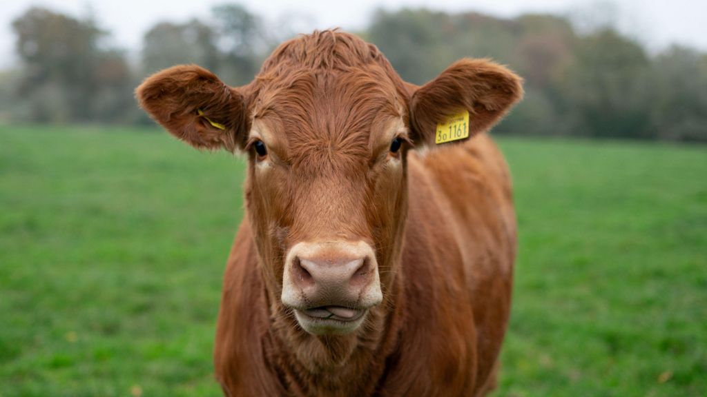 Bluetongue virus found in herd in Wexford