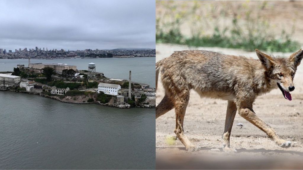 Stay or go – what’s next for coyote that swam to Alcatraz?