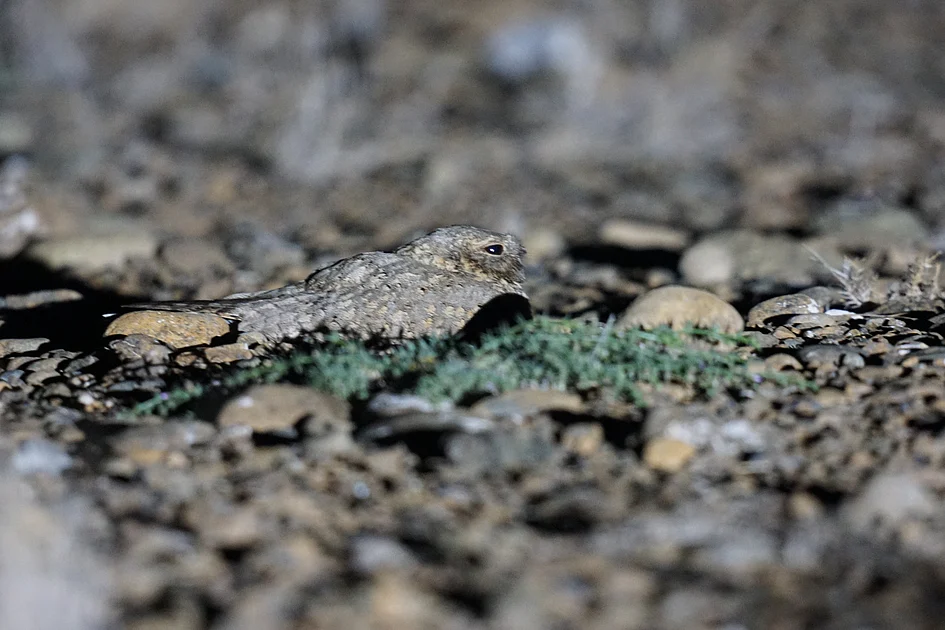 Egyptian Nightjar returns to UAE’s Wadi Wurayah Reserve, 5 years after 2021 sighting