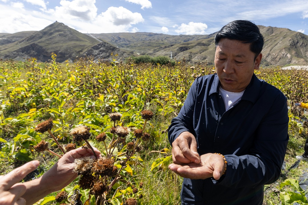 First national standard for disease classification and coding in Tibetan medicine released