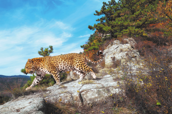 Leopard matriarch builds four-generation dynasty