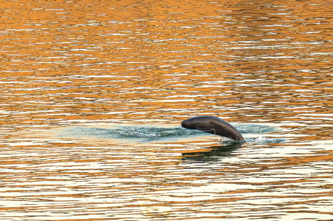 Fishing ban revives Yangtze finless porpoises
