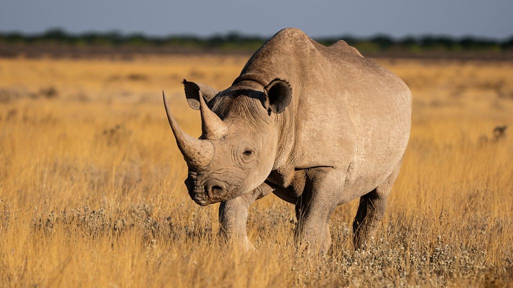 How radioactive rhino horns are helping with conservation