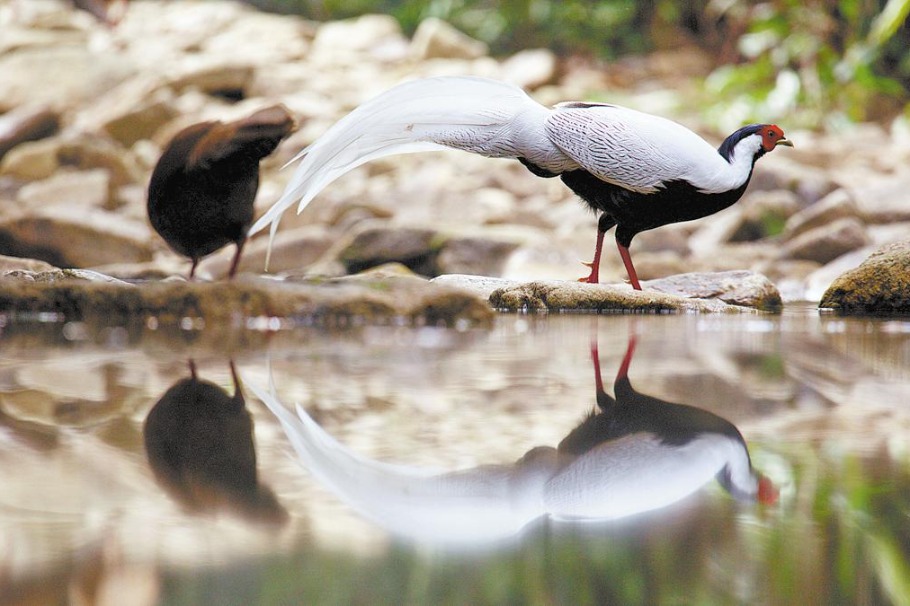 BBC documentary captures Guangdong’s wild side