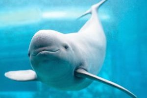 Yangtze finless porpoise population increases in China