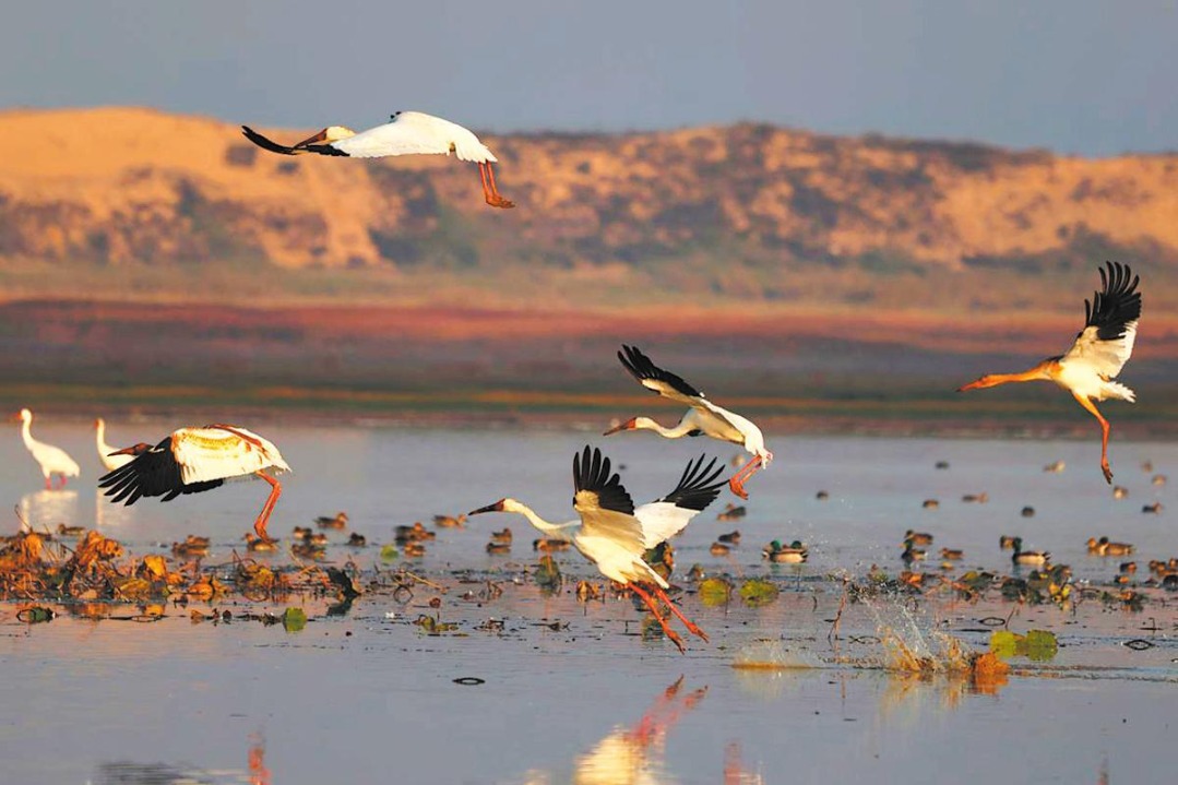 Restored wetlands welcome new flocks of migratory birds