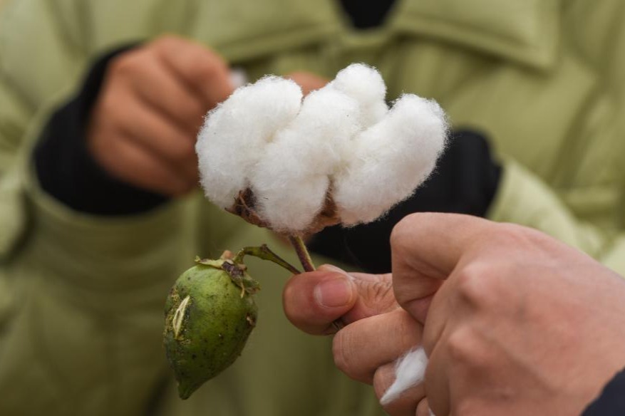 China maps cotton’s evolutionary secrets to build better crops