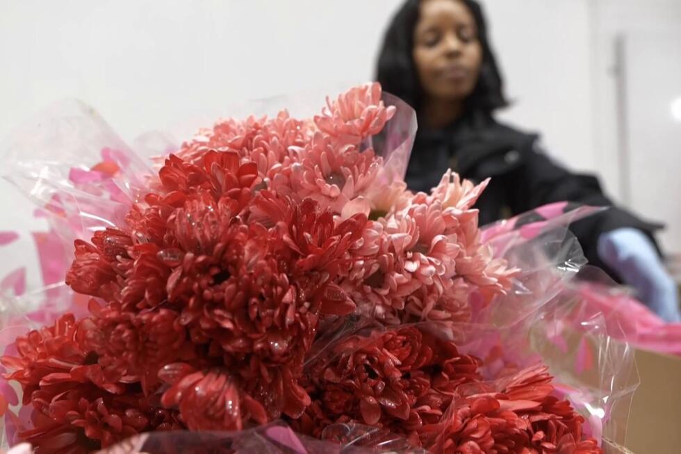 Valentine flower imports increase at Miami airport, despite tariffs and higher costs, officials say