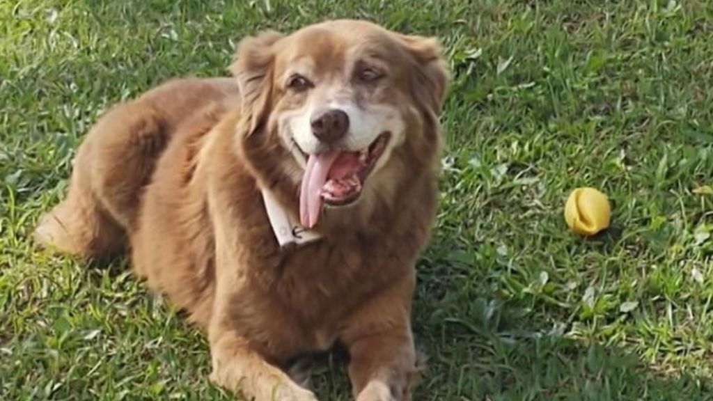 Loyal dog who lived by owner’s grave for 10 years inspires new law in Brazil