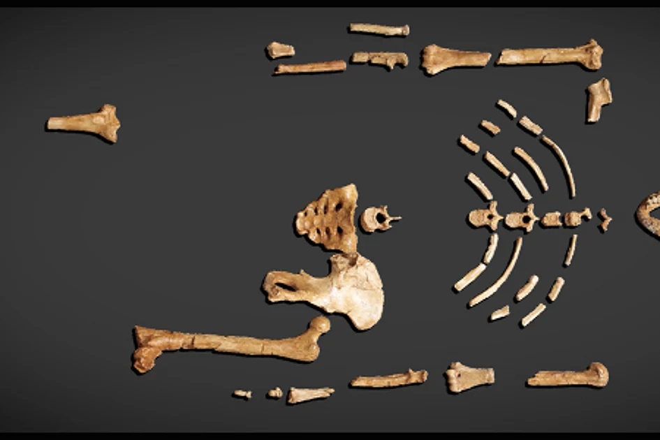 3.2 million-year-old fossil that rewrote human history now on display in Abu Dhabi