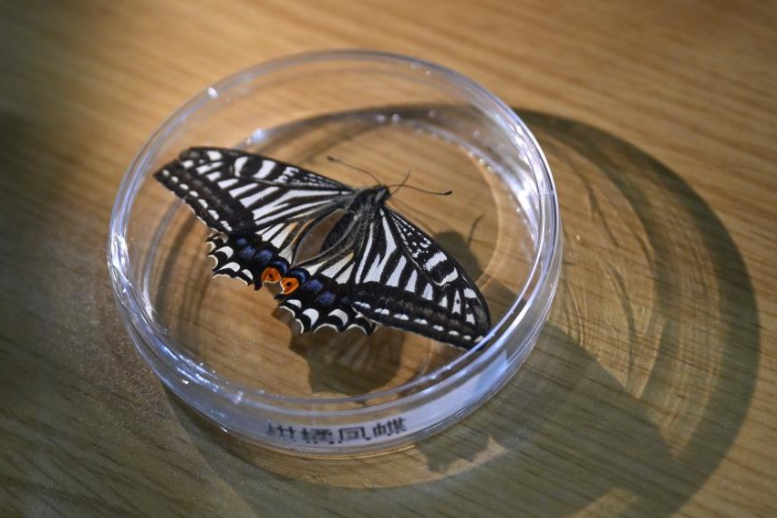 Chinese space experiment sees butterfly emerge in orbit