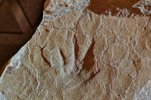 First amphibian footprints from Jurassic of Asia discovered in Beijing