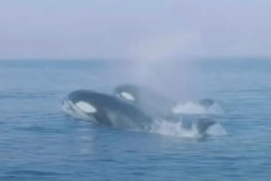 Oman warns against diving near Orca whales to film them after viral video