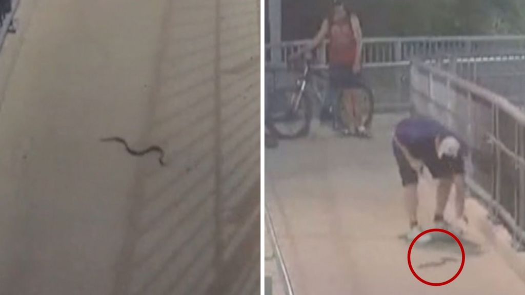 Watch: Snake at train station scares Sydney commuters