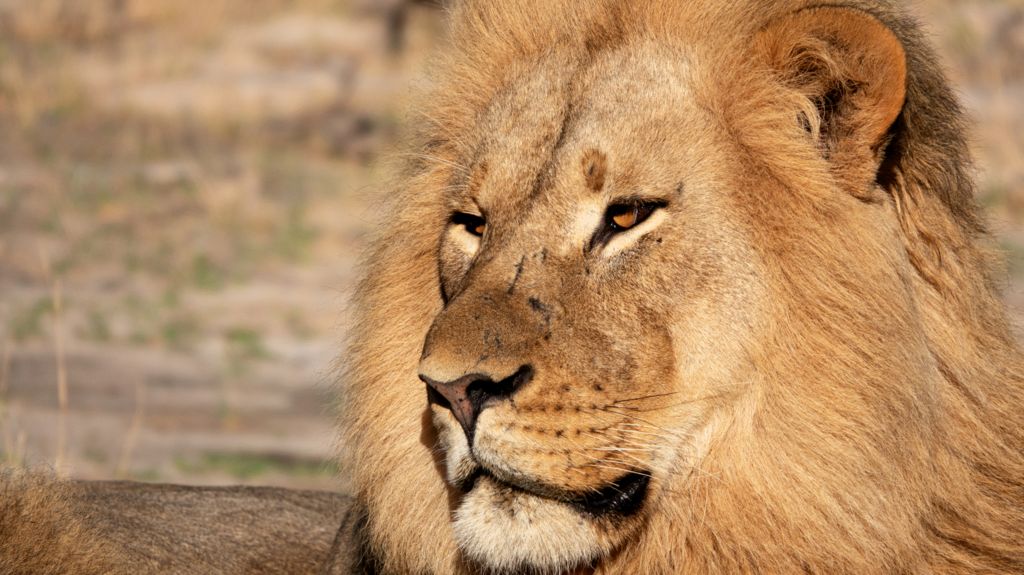 Lion DNA helps convict poachers for first time
