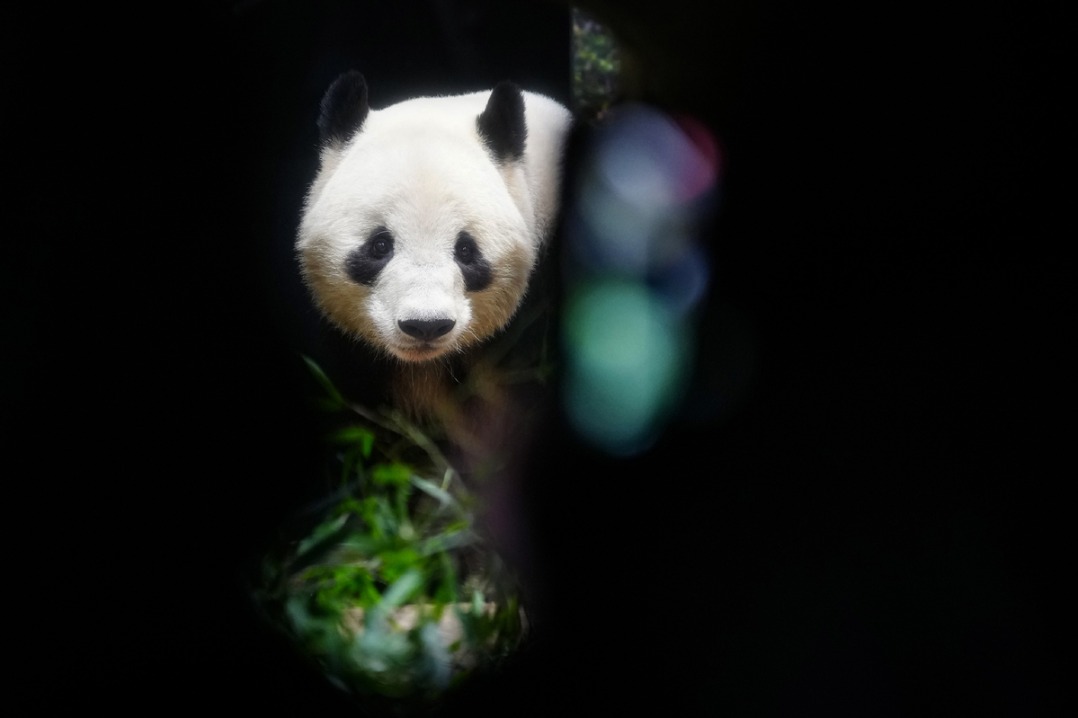 Last remaining twin giant pandas in Japan depart for China