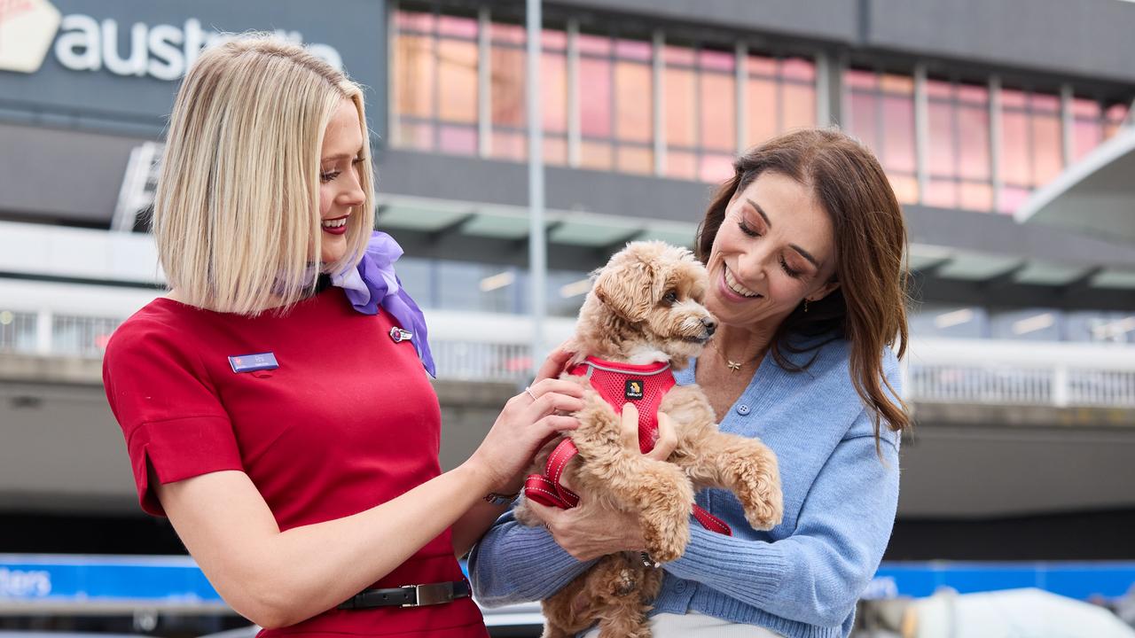 Virgin Australia to expand Pets in Cabin scheme ahead of 1000th furry passenger