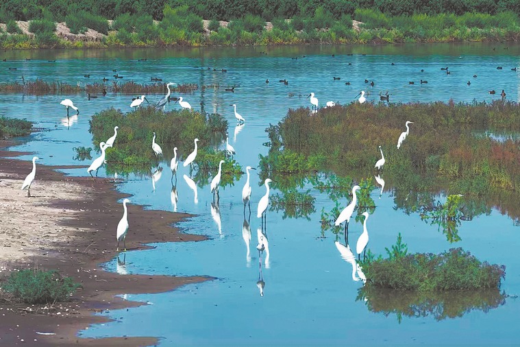 China’s wetland area ranks first in Asia, 4th globally