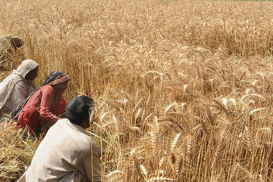 India lifts wheat stock limits as supplies rise, easing prices