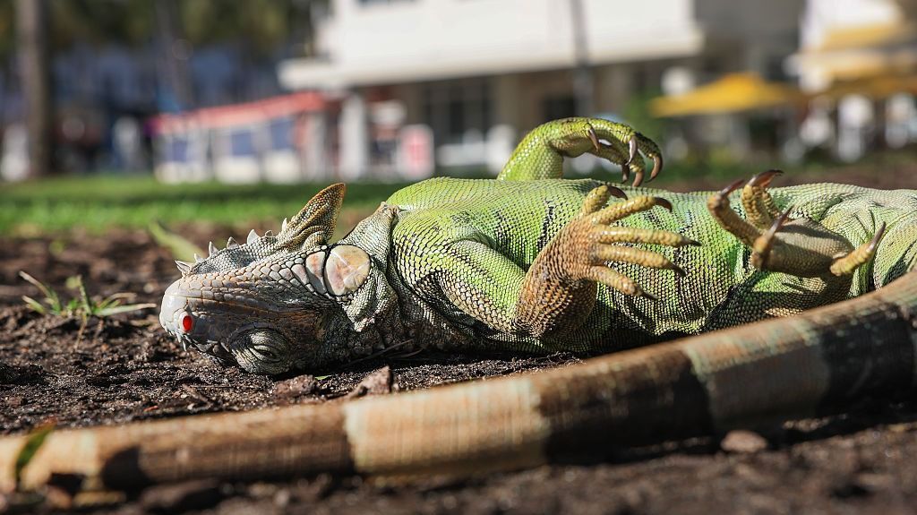 Watch: Florida iguanas are ‘cold stunned’ and falling from trees