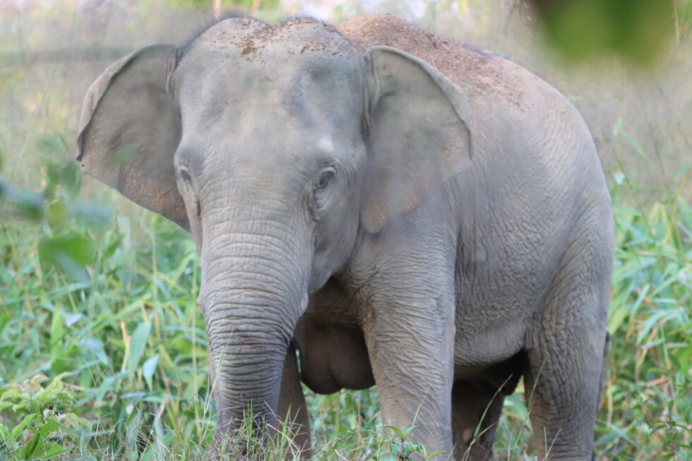 Thailand uses a birth control vaccine to curb its elephant population near expanding farms