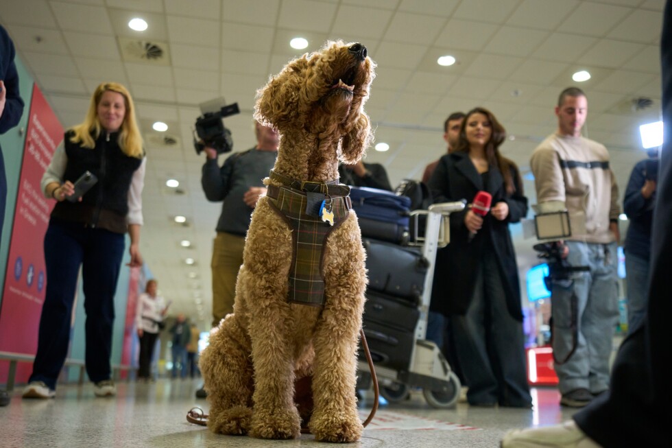 Greece launches an animal airlift to evacuate pets and their owners from the Mideast