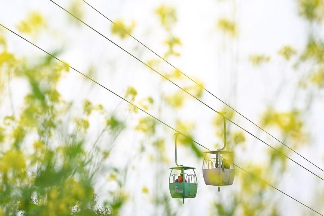 ‘Ride to spring’ becomes a major tourist attraction in Chongqing