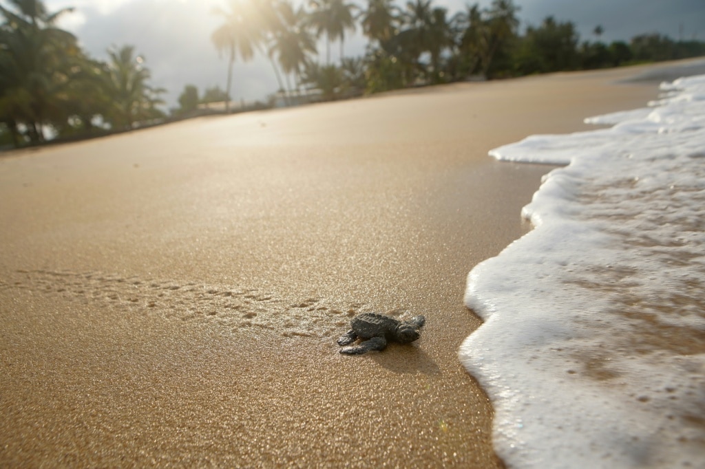 Gabon battles for baby sea turtles’ survival