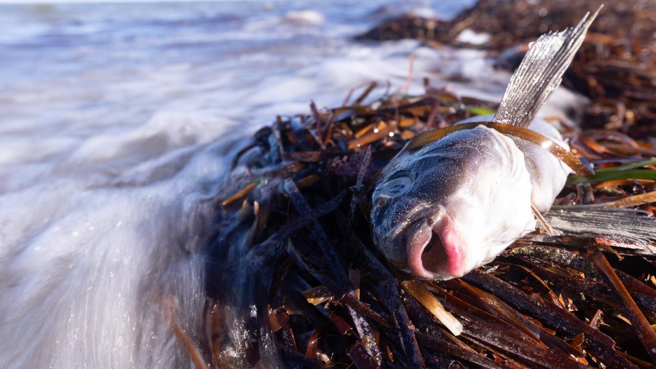 Report reveals staggering cost of algal bloom crisis