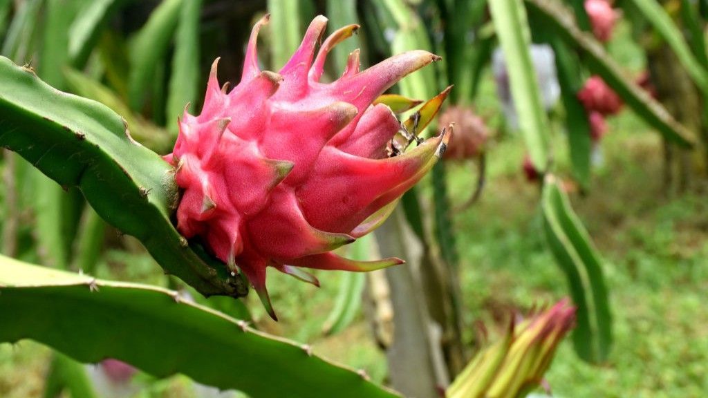The spiky cactus fruit giving Indian farmers a cash boost