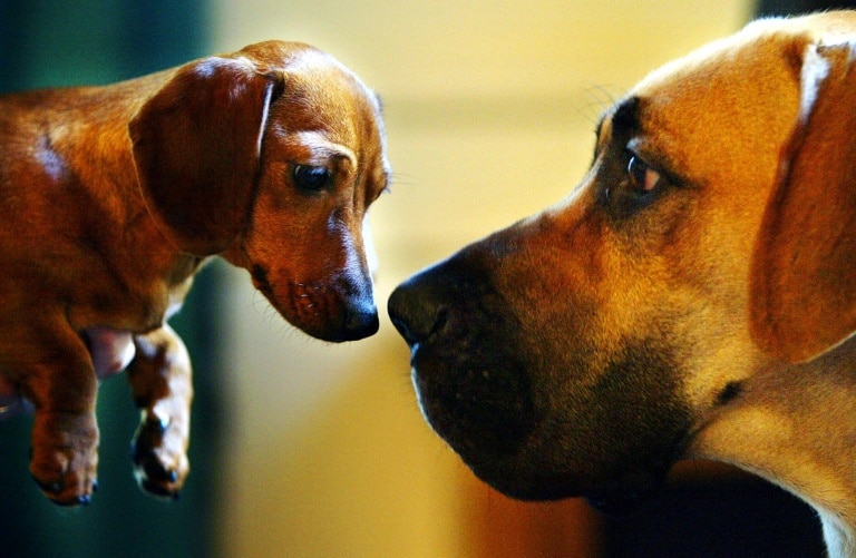 Oldest dog DNA suggests 16,000 years of human companionship