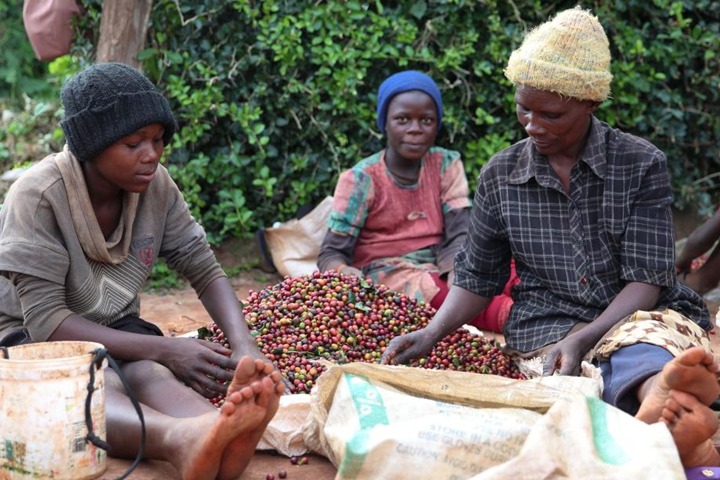 Zero tariffs to boost Kenya’s farm exports