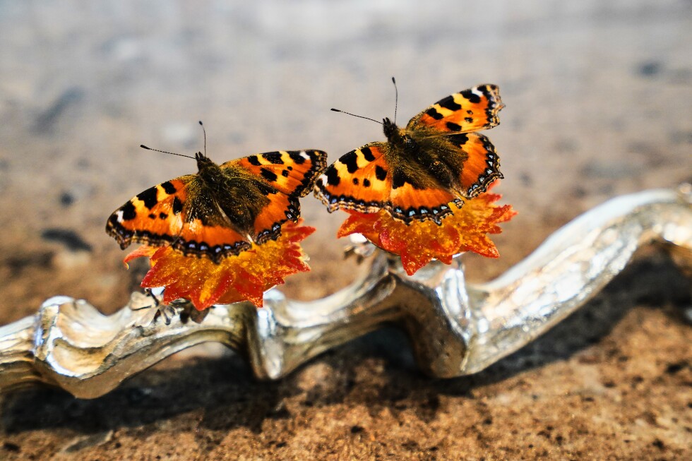 Denmark to consider if gastronomy is art as New Nordic cuisine movement grows