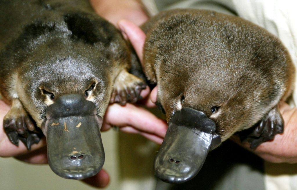 The platypus is even weirder than thought, scientists discover