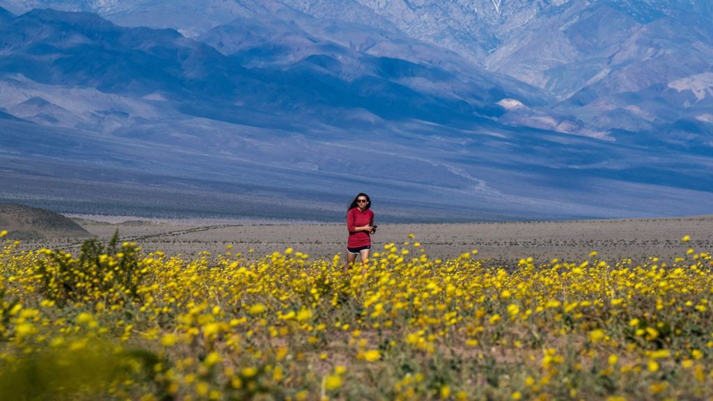 Wildflowers cover Death Valley in best display since 2016