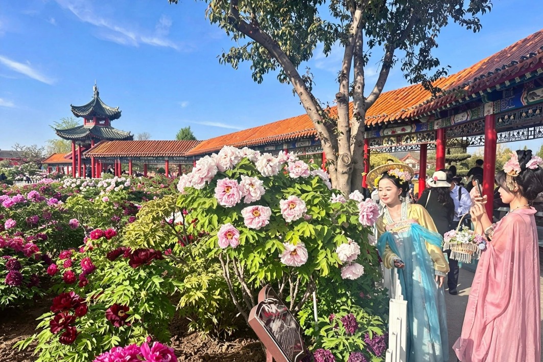 Peony culture and industry take center stage in Shandong’s Heze