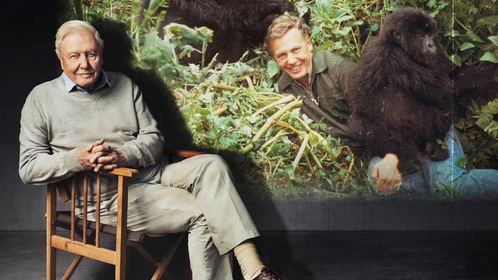 When Attenborough met the gorillas – the story behind his iconic TV moment