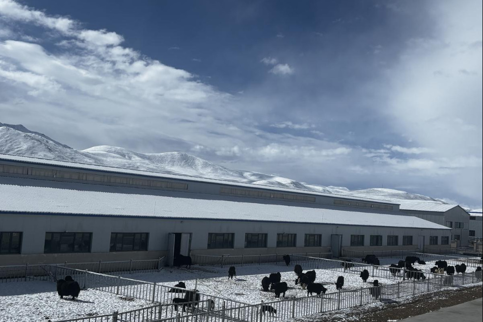 China clones 10 healthy yaks in livestock breeding breakthrough