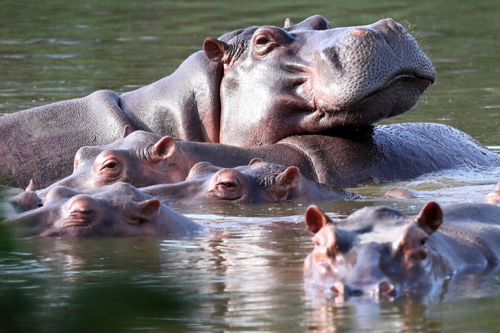 Colombia approves plan to cull dozens of wild hippos