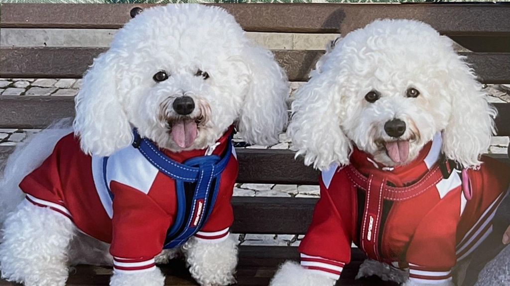 Pet owners hit with steep bills after EU passport rule change