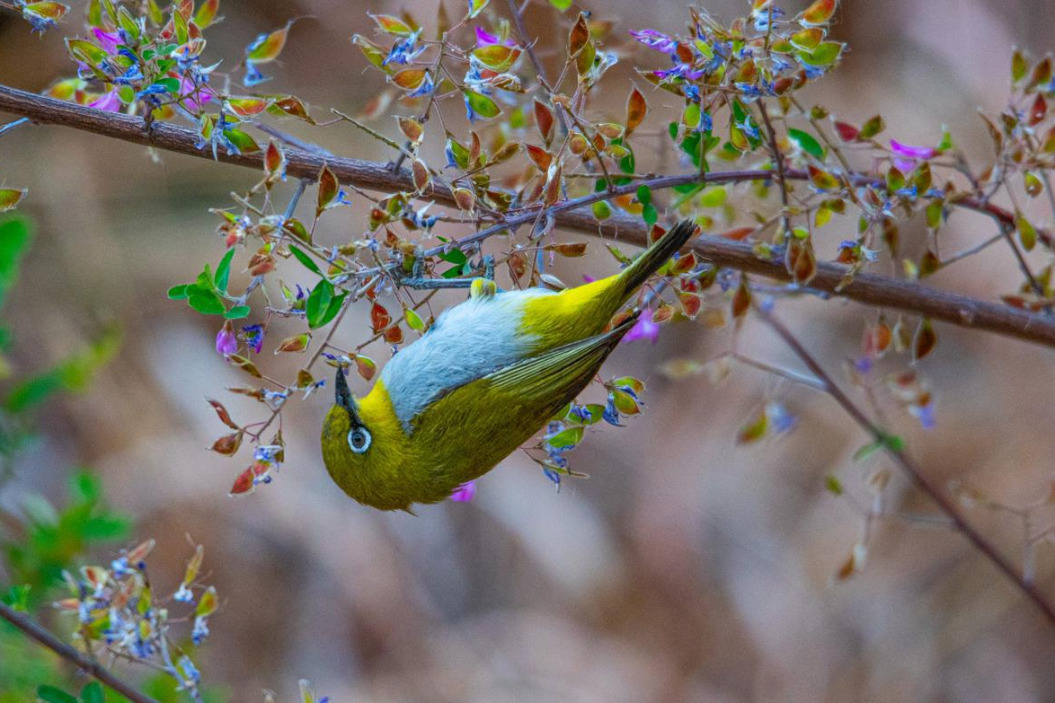 First comprehensive survey in 40 years maps Cangshan wildlife in Yunnan