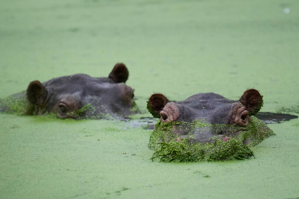 Colombians are divided over the fate of hippos linked to Pablo Escobar