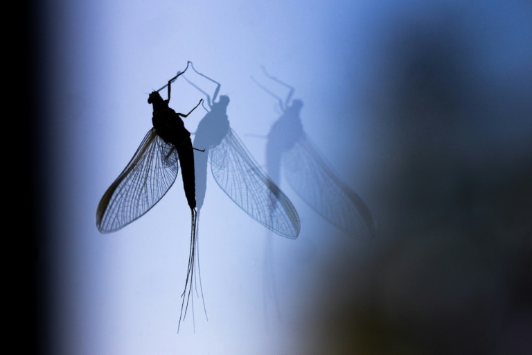 Drivers help study road-trip mystery: what became of bug splats?